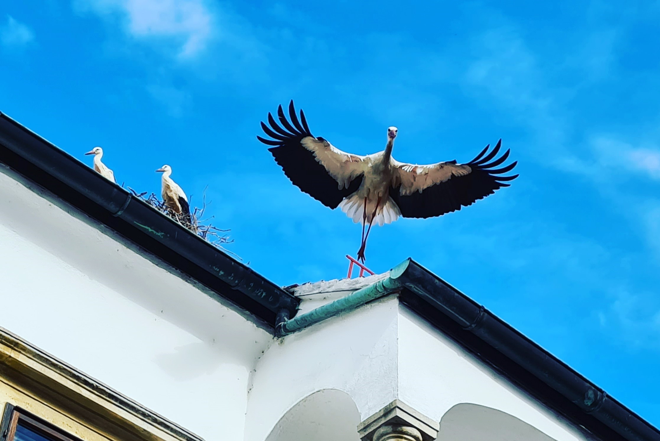 Storkar hos Feiler-Artinger i Burgenland