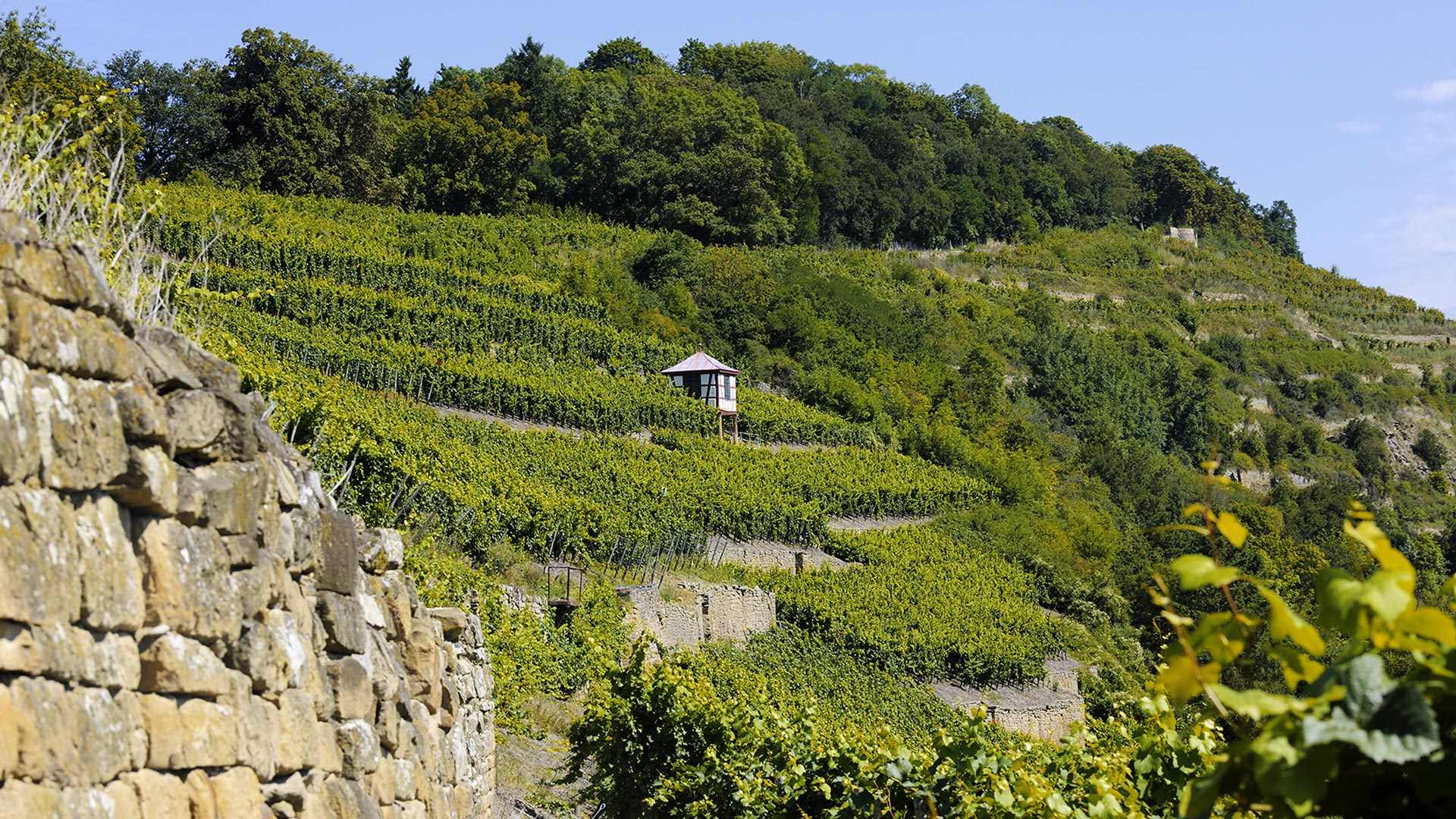 Vingården Disibodenberg