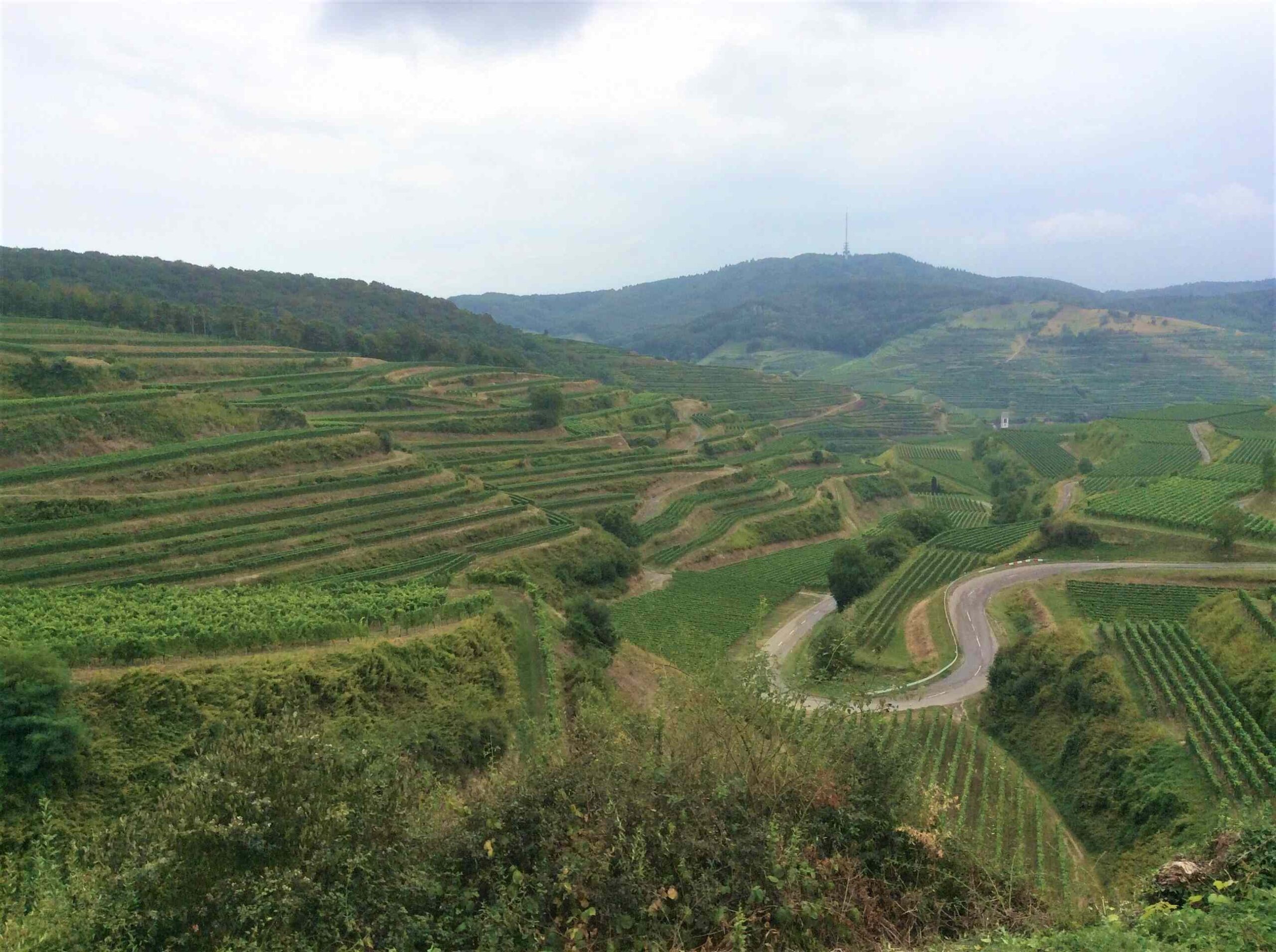Vinodling i Kaiserstuhl