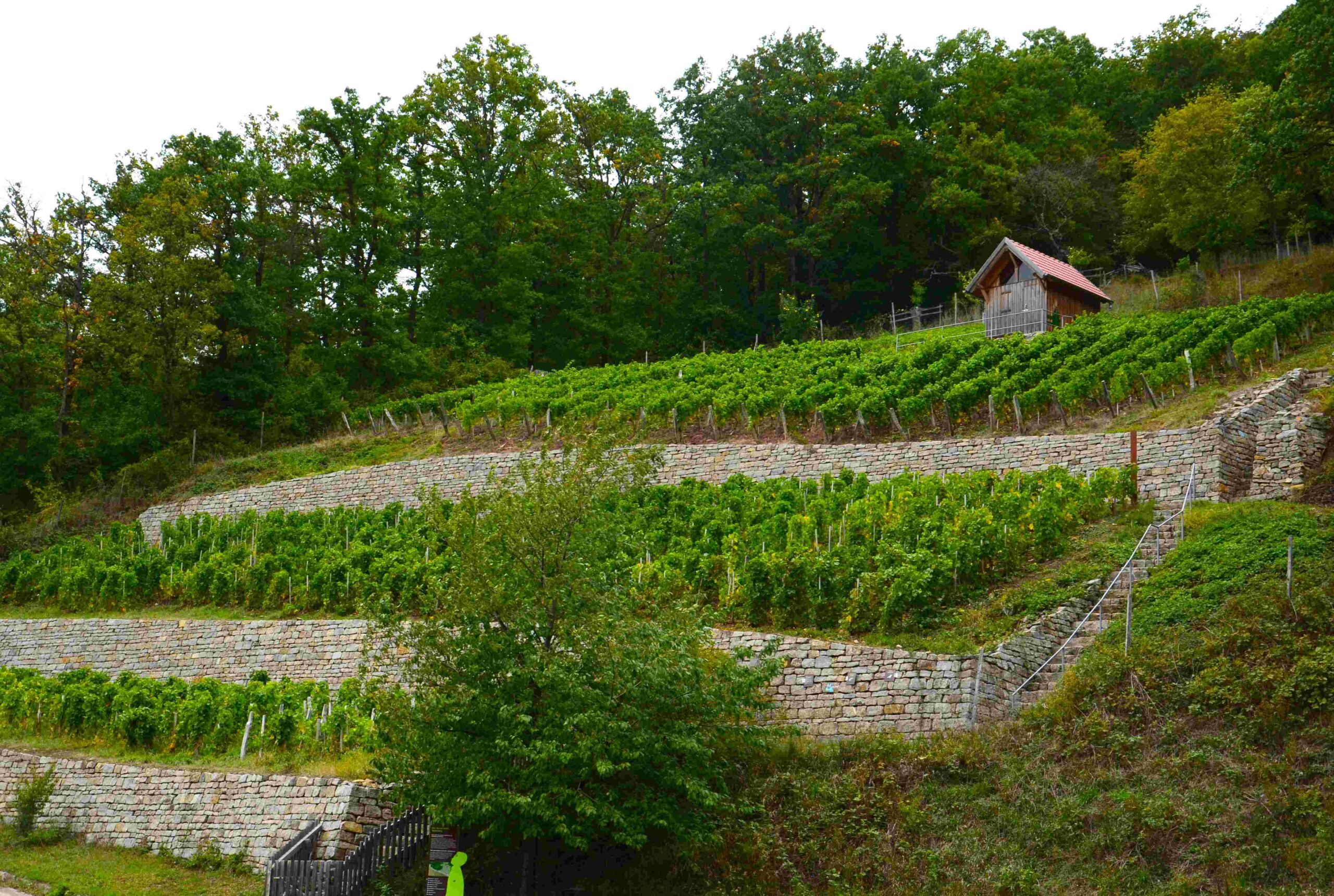 Museum med ädre vinodling 
