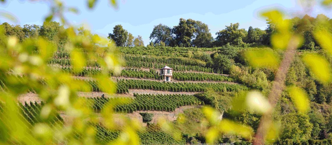 Kloster Disibodenberg s